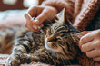 Veterinarian Administering Vaccination to Relaxing Tabby Cat