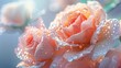 Delicate pink rosebud with morning dew isolated on pastel pink background