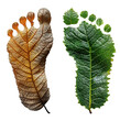 Leaves with human foot print shape over white transparent background. Climate change, Environmental consciousness, Sustainability concept