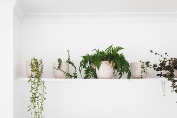 Wall Mural - series of plants in white pots indoor on white shelf on wall, minimalist light and bright decor