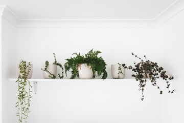Wall Mural - series of plants in white pots indoor on white shelf on wall, minimalist light and bright decor