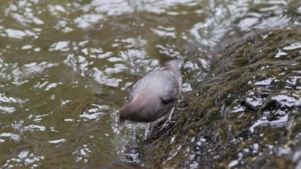 american dipper (cinclus mexicanus) bird catching and eating invertebrates from a mountain stream in