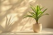 Potted plant with shadow on a sunny wall.