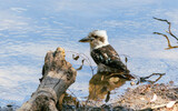 Fototapeta  - Reflection of Kookaburra by the Lake