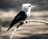 Fototapeta  - Kookaburra on a branch