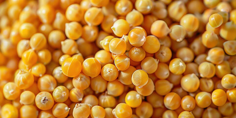 Close up of a vibrant pile of fresh yellow corn on a clean white background for food and agriculture concepts