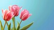 Superb Tender pink tulips on blue background. Happy Mother's Day greeting card