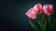 Eyecatching Tulip flower on dark background, copy space, A beautiful spring bouquet of pink flowers