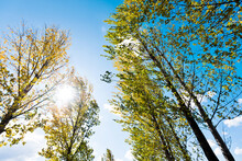 Looking Up On Clear Blue Sky With Yellow Poplar Trees