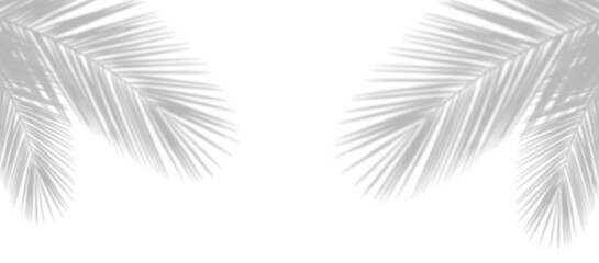 Wall Mural - palm leaf shadow on the corner of transparent banner background. palm tree branch overlay effect. sh