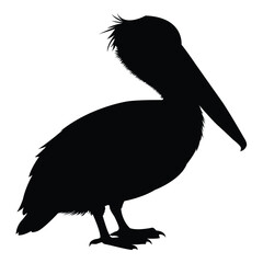 Wall Mural - silhouette of pelican on white background