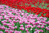 Fototapeta Góry - field of tulips