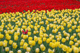 Fototapeta Góry - yellow and red tulips