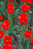 Fototapeta Góry - red tulips in the garden