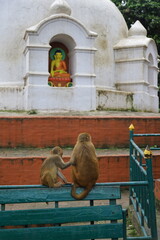 Wall Mural - swayambhunath supa, nepal