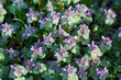 lamium purpureum, purple dead-nettle flowers closeup selective focus