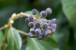 Hedera helix,  common ivy berries closeup selective focus