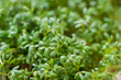 Garden cress (Lepidium sativum) leaves closeup selective focus