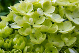 Fototapeta Góry - green and white hydrangea