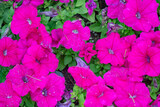 Fototapeta Góry - pink flowers in the garden