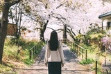 Fototapeta Miasto - Traveler asian woman travel in sakura cherry blossom  tree in Negawa Green Road Tachikawa Tokyo Japan in spring season