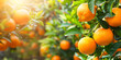 Citrus orange garden in the morning summer sun light background Oranges or mandarins on a tree in a plantation Orange groves harvest Fresh oranges on tree in farm that are about to harvest with sunshi