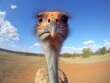 A close-up of an ostrich's muzzle looking into the camera. A bird in a natural environment. Natural background. Illustration for cover, postcard, interior design, banner, brochure, etc.