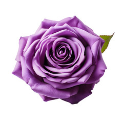 Beautiful purple rose isolated on white and transparent background