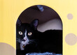 Black cat in pet booth