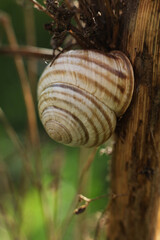 Sticker - Snail  in the forest. Shallow depth of field.