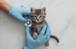 A fluffy tabby kitten receives a stethoscope check from a vet, a sign of care and the start of a lifetime of health