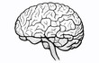 Detailed Brain Illustration: Anatomical Neuroscience Art