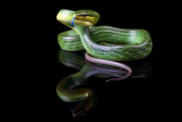 Wall Mural - The red-tailed racer on a black background