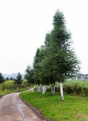 Poster - Landscape of empty country path