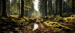 Panoramic image of a beautiful green forest with mossy stones, Enchanted Forest Pathway