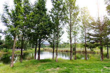 Canvas Print - Metasequoia grows by the lake