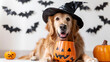 A dog dressed in a witch costume for Halloween, generative ai