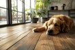 A reddish ginger dog is lying on a wooden floor