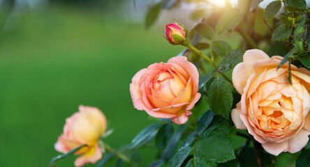 Wall Mural - Orange rose flower blooming in the garden