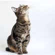 A domestic tabby cat sitting and looking upwards with attention and curiosity.