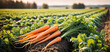 carrot field at harvest, bunch of fresh organic carrots on soil bathed in sunlight