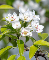 Sticker - Flowers on a pear tree in spring. Close-up