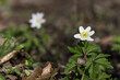 Close up of white anemone flower on the forest floor in early spring