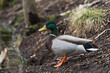 Close up side view of a beautiful mallard duck male standing on a dirt slope
