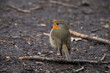 European red robin sitting on a twig on the ground with head turned left