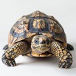 Frontal view of a Radiated tortoise on a white background, showcasing detailed shell patterns and a curious expression.