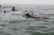 A group of sea lions swim in the water