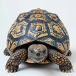 Close-up of a tortoise with a striking star-patterned shell against a white background, showcasing intricate natural designs.
