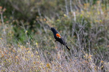 Wall Mural - red winged blackbird