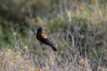 Poster - red winged blackbird